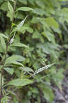 Boykin's milkwort